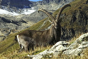 An alpine ibex in the Alps inswizerland